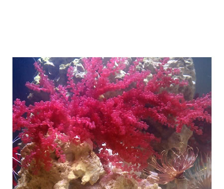 Las algas rojas